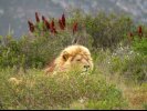 Dozing Lion